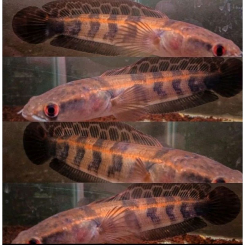 Jual Chana Maru Red Barito / Chana Maru | Shopee Indonesia