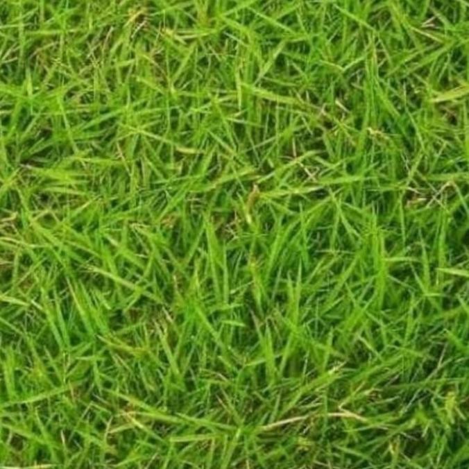 Jual Rumput Jepang 1X1 Meter | Shopee Indonesia