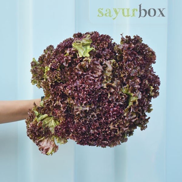 Jual Selada Lollorosa Konvensional 200 gram Sayurbox | Shopee Indonesia