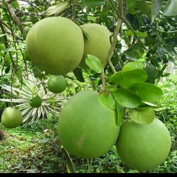 Jual Bibit Tanaman Buah Jeruk Pamelo Madu Sudah Berbuah Shopee Indonesia