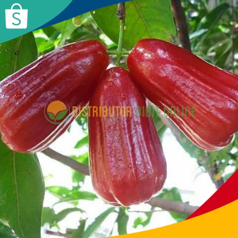 Bibit Jambu Air Citra Jumbo Hasil Okulasi Siap Berbuah