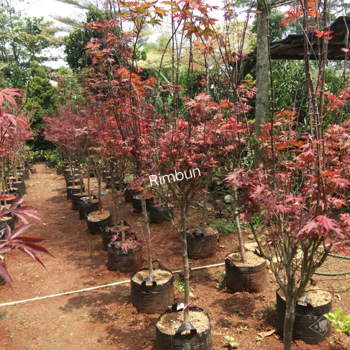 Jual [New Ori] Tanaman Red Maple Japanese/Pohon Red Maple 15-2M Bisa ...