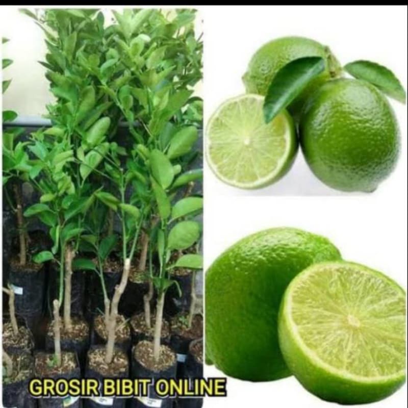 Jual Bibit Jeruk Nipis Jumbo | Shopee Indonesia