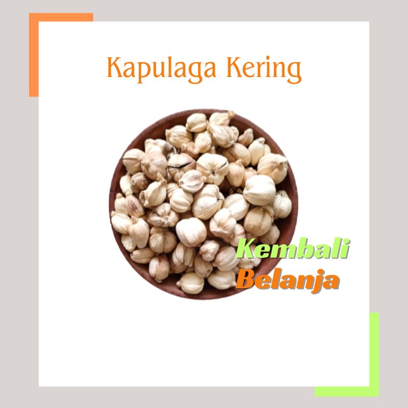 Jual Kapulaga 50 100 Gram Kapulaga Kering Kapol Kapulogo Kapulaga Jawa Cardamom Shopee 4645