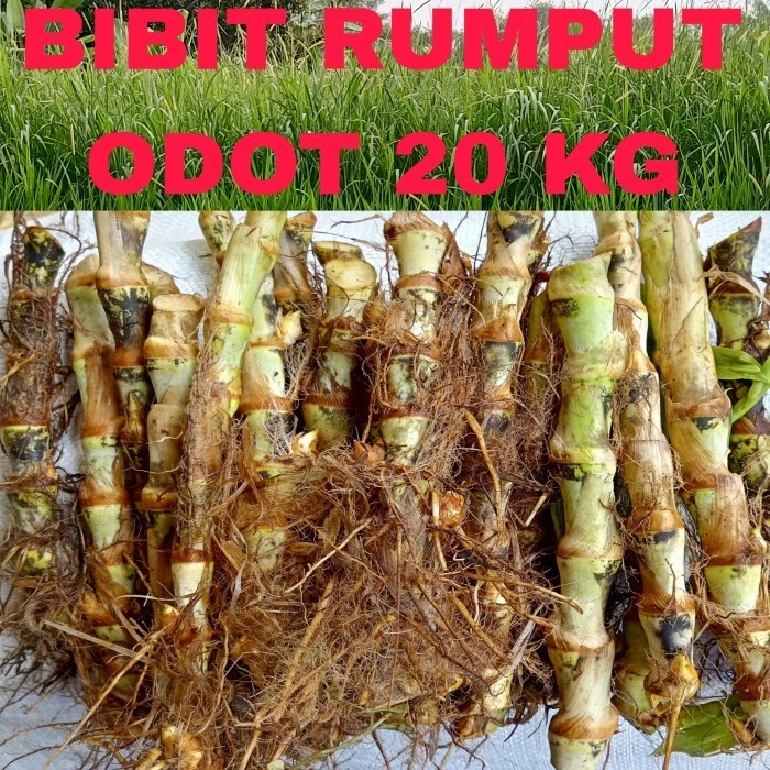 Jual Bibit Rumput Odot 20 Kg | Shopee Indonesia