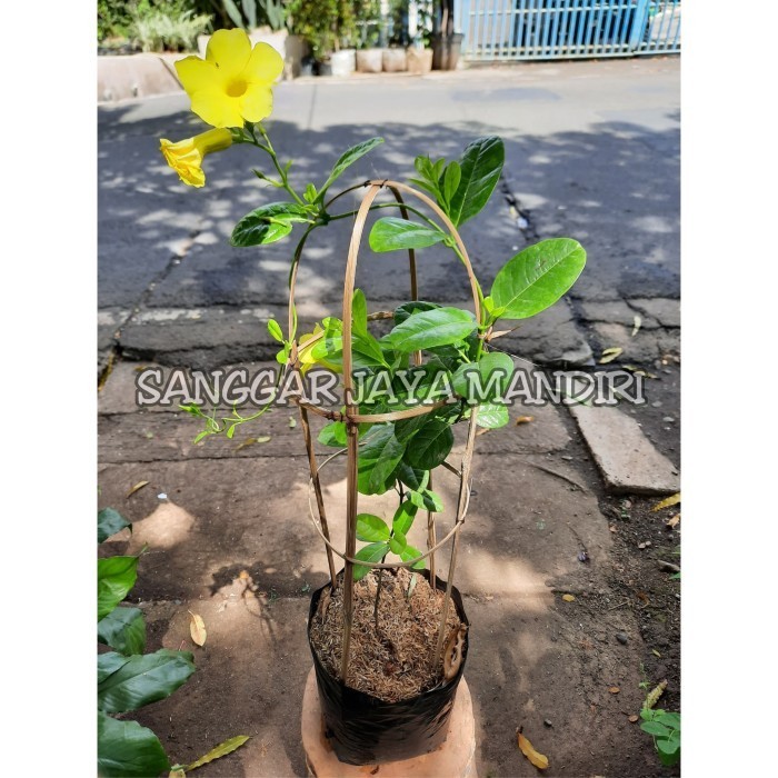 Jual Tanaman Rambat Bunga Alamanda Kuning Order Via Ojol | Shopee Indonesia