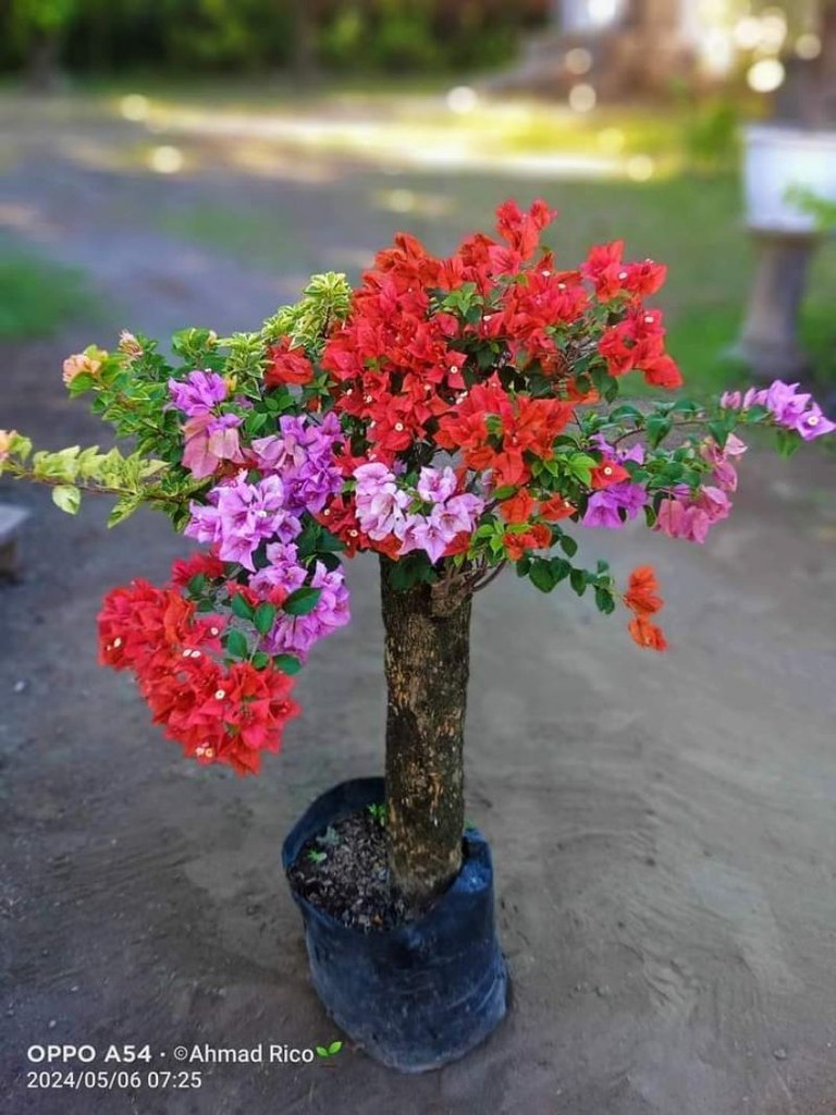 ブーゲンビリア 盆栽 濃いピンク 花 満開中 ブーゲンビリア盆栽 : r/Bonsai