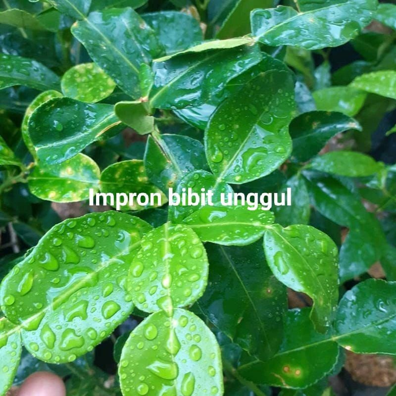 Jual Bibit jeruk bumbu atau jeruk purut | Shopee Indonesia