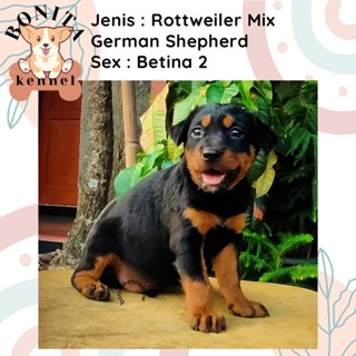 Anjing Sexs Vs Manusia - Jual Anjing Rottweiler Terlengkap & Harga Terbaru November 2023 | Shopee  Indonesia