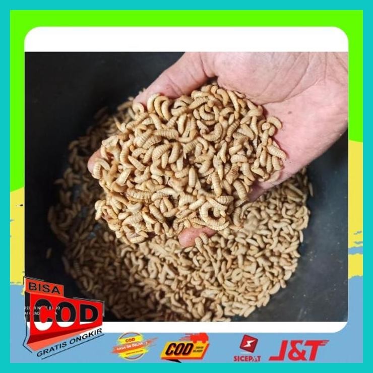 Jual COD - MAGGOT BSF FRESH HIDUP PAKAN ALTERNATIF CHANA,UNGGAS,BURUNG ...