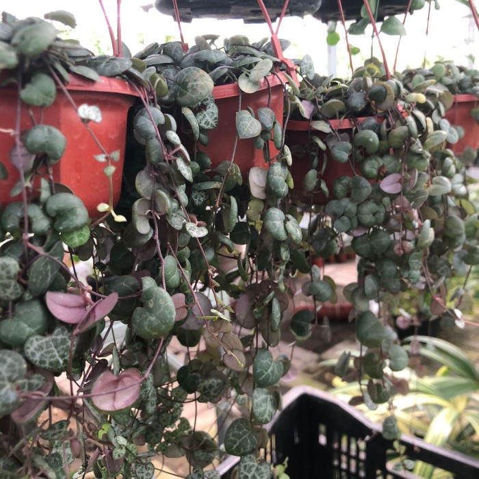 Jual Terlaris String Of Heart (Soh) | Shopee Indonesia
