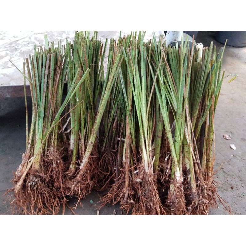 Jual Tanaman Rumput Vetiver Akar Wangi Pencegah Erosi Tanah Atau ...