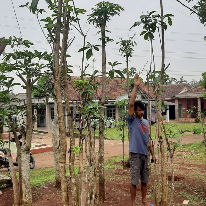 Jual [Original] Pohon Pule Grouping Pohon Pelindung Tinggi 3 Meter ...