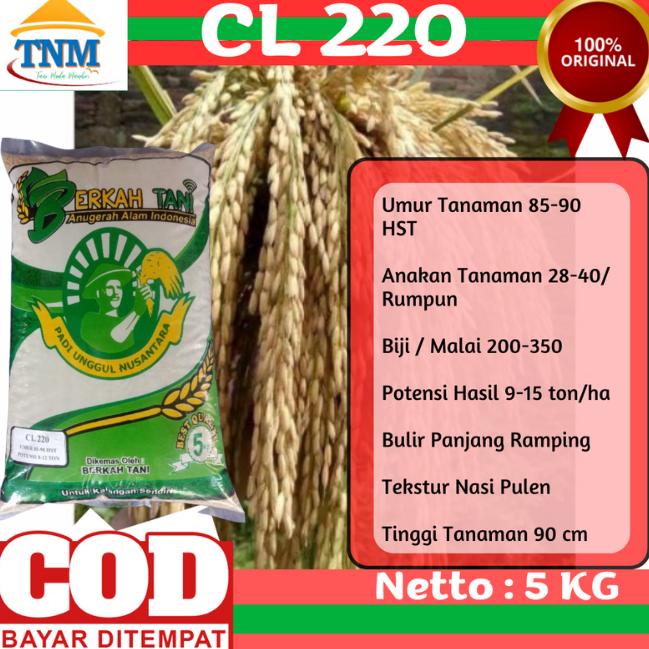 Jual New Benih Padi Unggul Cl220 Cl 220 Kemasan 5kg Shopee Indonesia