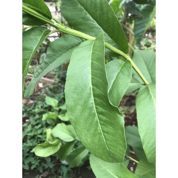 Jual DAUN JAMBU BIJI BESAR SEGAR FRESH 10 LEMBAR | Shopee Indonesia