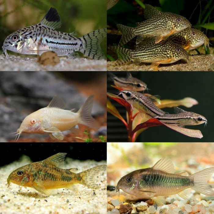 Jual PAKET 20 EKOR MIX CORYDORAS CATFISH Shopee Indonesia