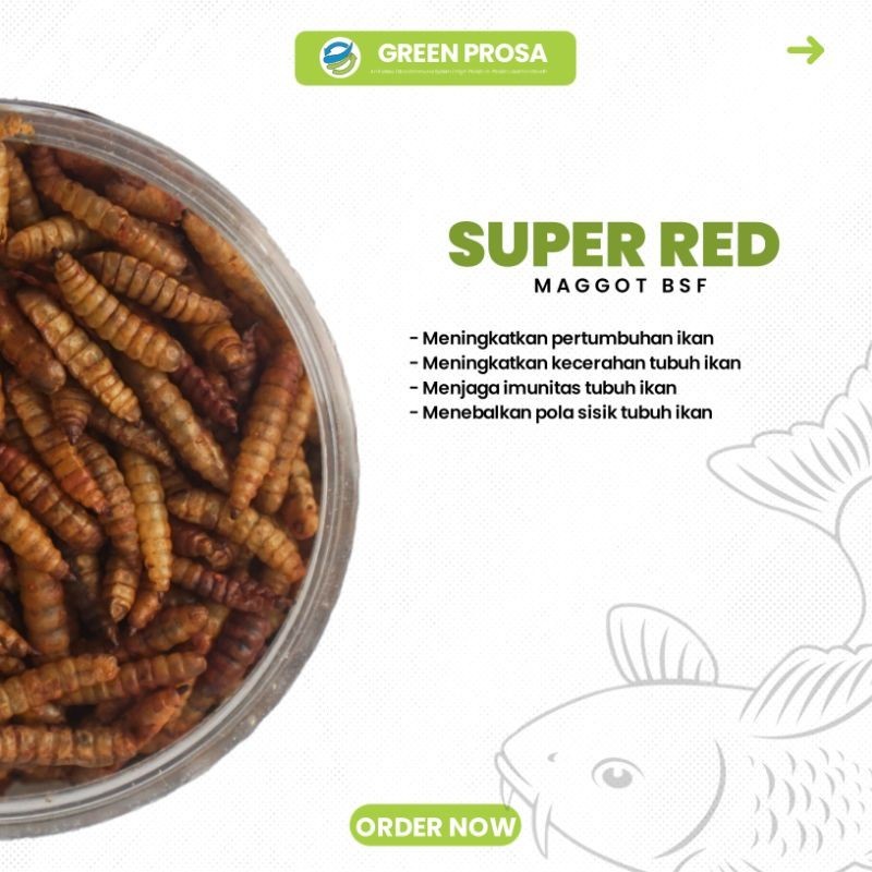 Jual GREEN PROSA - Super Red Maggot Kering 50gram | Shopee Indonesia