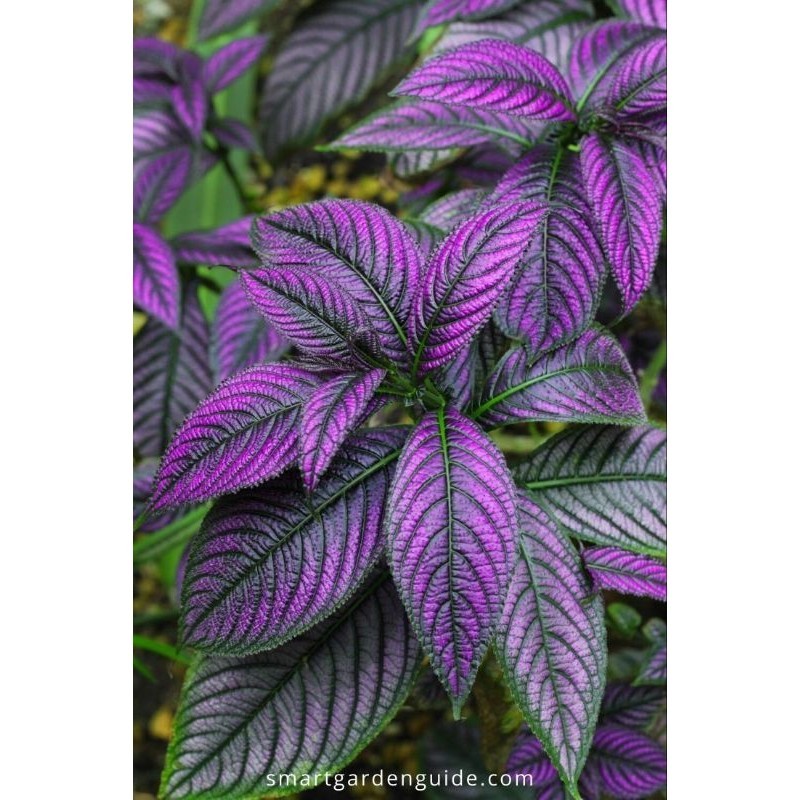 TANAMAN HIAS PERSIAN SHIELD - TANAMAN HIAS MIANA UNGU - TANAMAN HIAS OUTDOOR