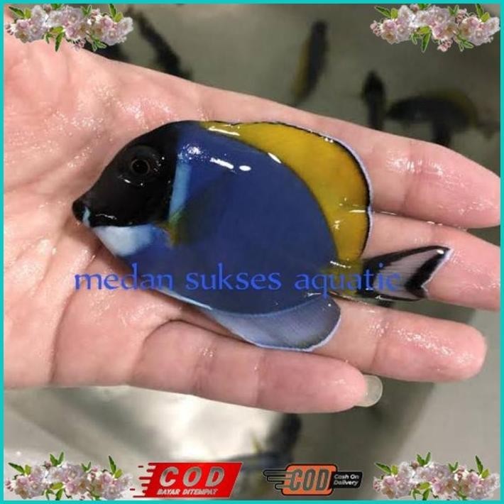 Jual BISMILLAH BOTANA BIRU / BOBI / POWDER BLUE TANG / IKAN HIAS AIR ...