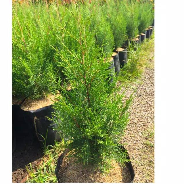Jual Tanaman Cemara Rentes Wangi - Cemara Rentes Siap Tanam - Cemara ...