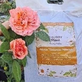 Jual chubby plant media tanam metan tanaman mawar david austin siap ...