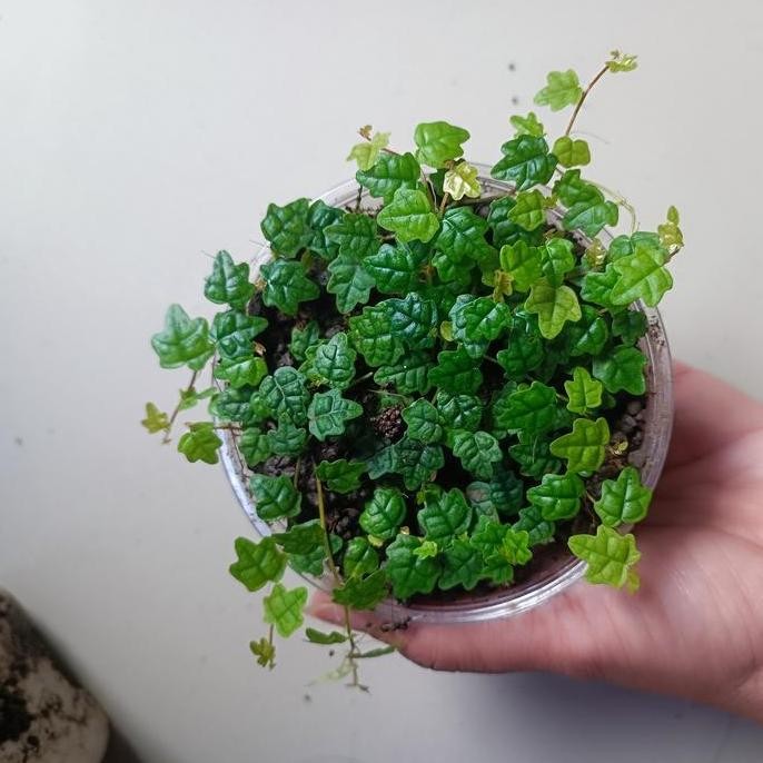 Jual Ficus pumila atau string of frog tanaman rambat. | Shopee Indonesia