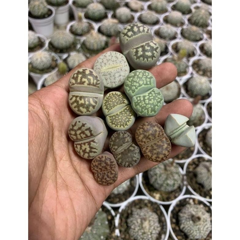 Jual lithops 1 Nugi | Shopee Indonesia