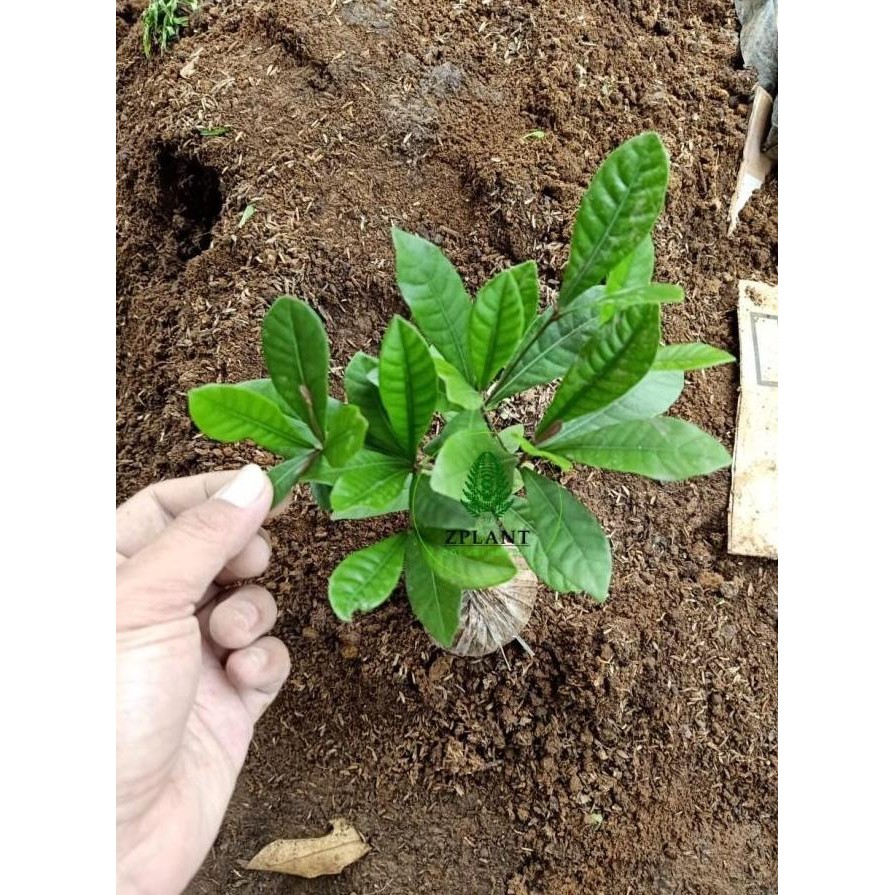 Jual Bibit Pohon Magic Fruit - Miracle Fruit - Buah Ajaib - Herbal BISA ...