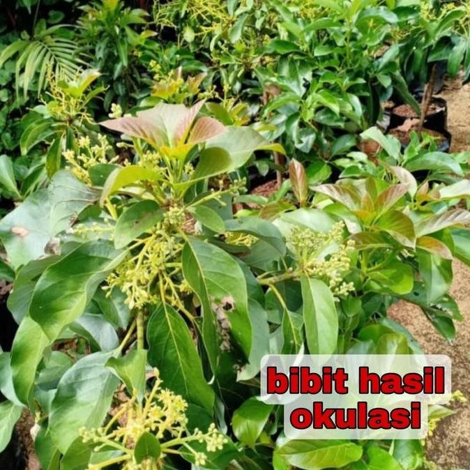 Jual PREMIUM Bibit tanaman pohon buah apokat alpukat alator super jumbo ...