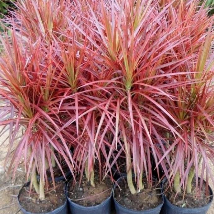 Jual bibit tanaman hias dn lili paris tri color terbaru | Shopee Indonesia