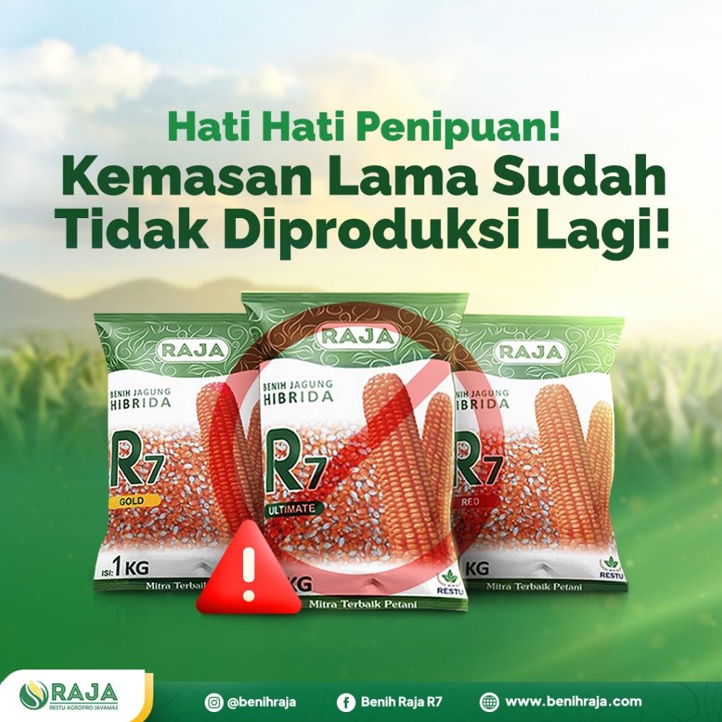 Jual Benih Jagung Raja R7 Ultimate - 1Kg - Benih Unggul Siap Tanam ...