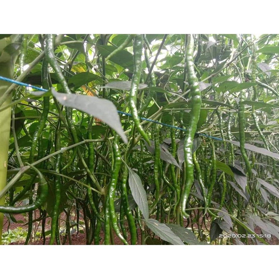 Jual Benih Cap Rusa - 1700 Benih Bibit Biji Cabe Keriting Tavira F1 ...