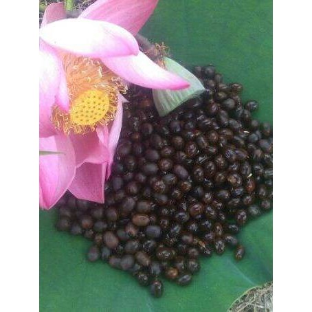 jual-javara-seeds-biji-bunga-teratai-lotus-utpala-nymphaea-stellata