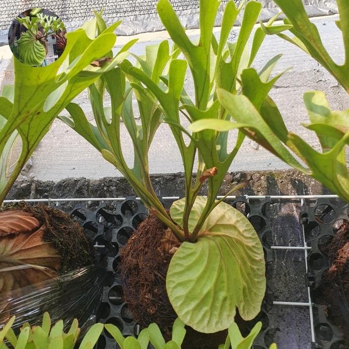 Jual BEBAS ONGKIR - PLATYCERIUM RIDLEYI / SIMBAR MENJANGAN / TANDUK ...