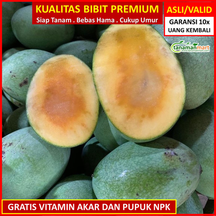 Jual Bibit Tanaman Buah Mangga Manalagi Unggul Murah Bergaransi Gratisongkir Shopee Indonesia