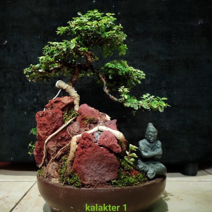 Jual bonsai mame realpic sesuai gambar tinggal pajang sudah di sertakan ...