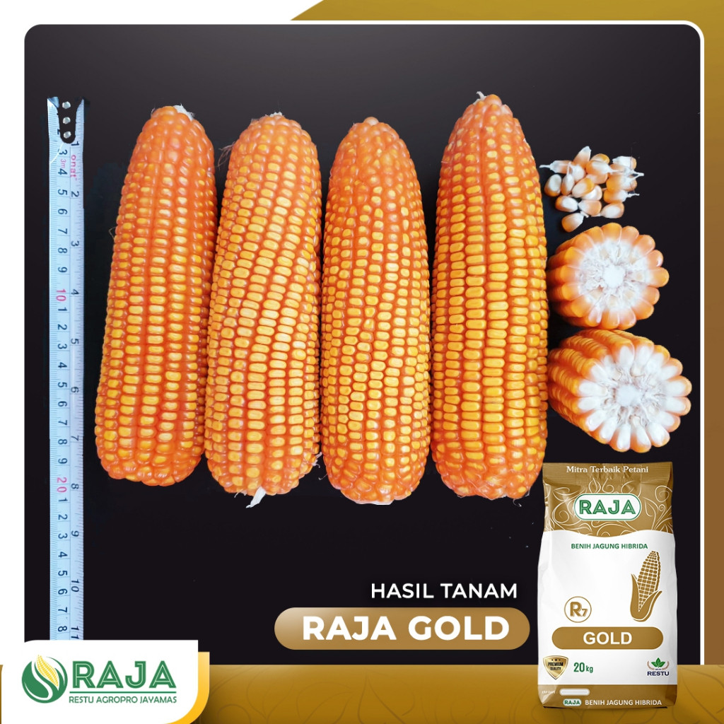 Jual Benih Jagung Hibrida RAJA R7 Gold - 20kg Sack | Shopee Indonesia
