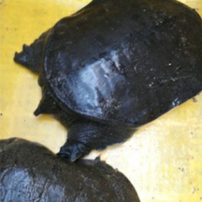 Jual labi labi kalimantan hidup 1kg (1ekor) | Shopee Indonesia