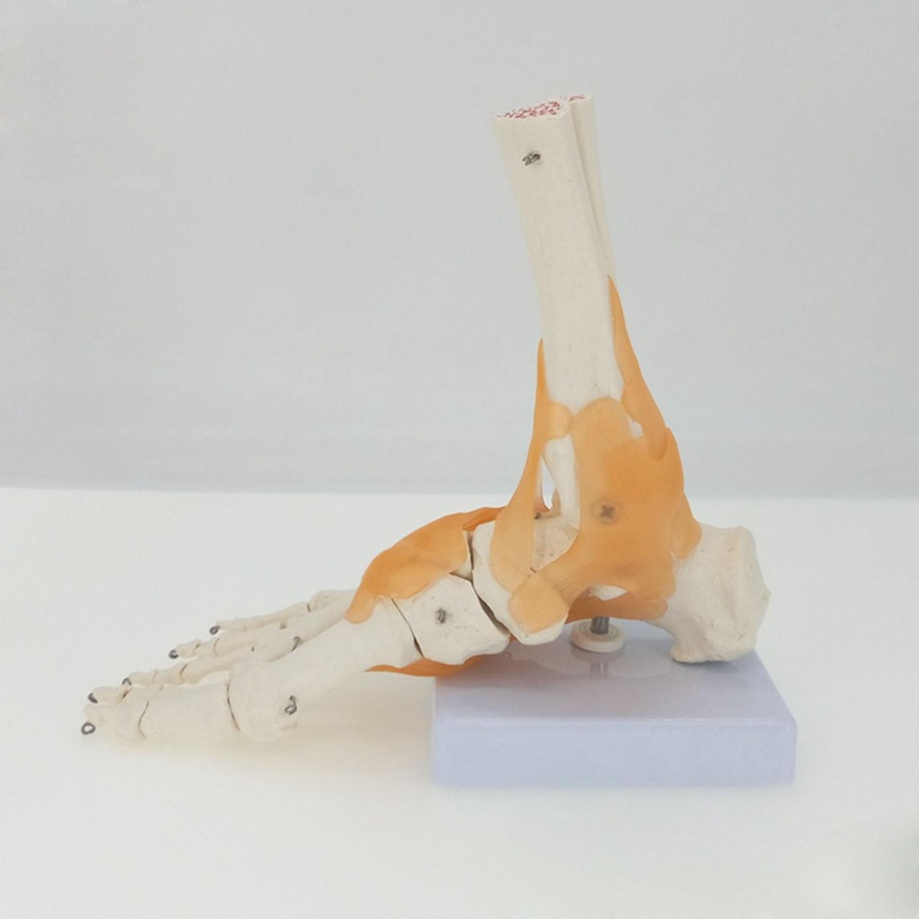 Jual Functional Foot Joint with Ligaments Anatomical Skeleton Model ...