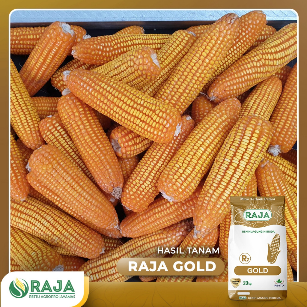 Jual Benih Jagung Hibrida RAJA R7 Gold - 20kg Sack | Shopee Indonesia