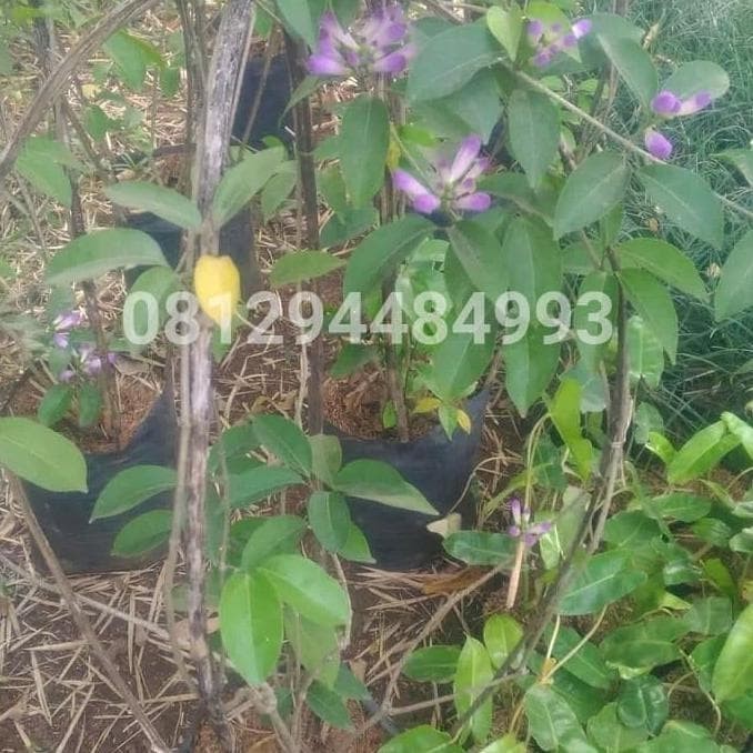 Jual Tanaman Rambat Stefanot-Stepnut Bunga Ungu-Tanaman Hias Rambat ...