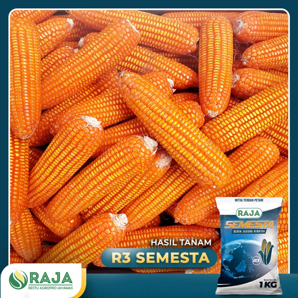 Jual Benih Jagung Hibrida RAJA R3 Semesta - 1kg | Shopee Indonesia