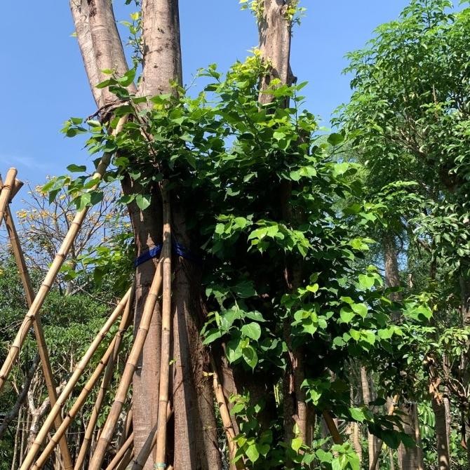Jual Bodhi Tree Big Size Pohon Suci Umat Budha Siap Tanam | Shopee ...