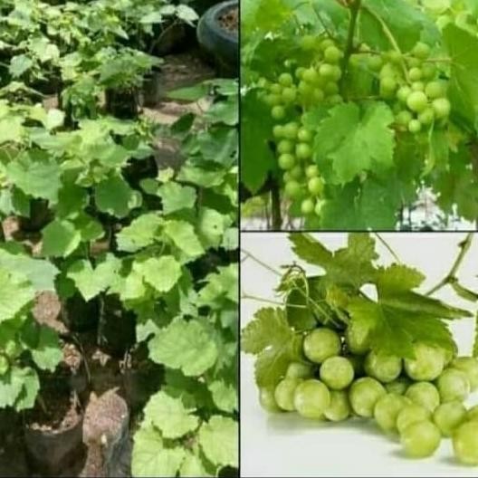 Jual FRES Pohon Anggur Hij-Bibit Tanaman Buah Rambat-Anggur Hij O VALID ...