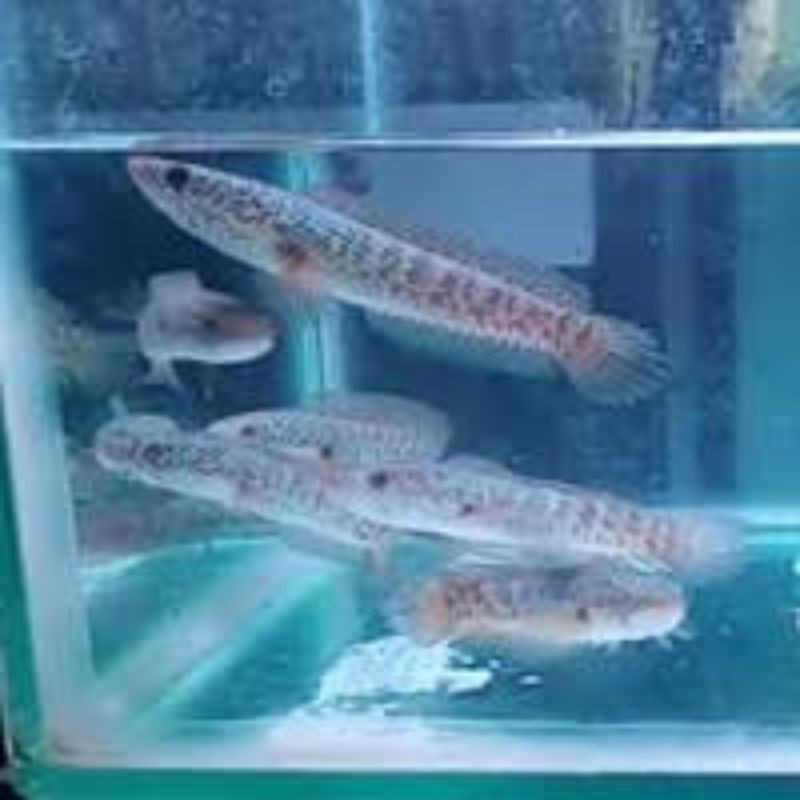 Jual RANTI CB ISI 2 UKURAN 3-4CM | Shopee Indonesia
