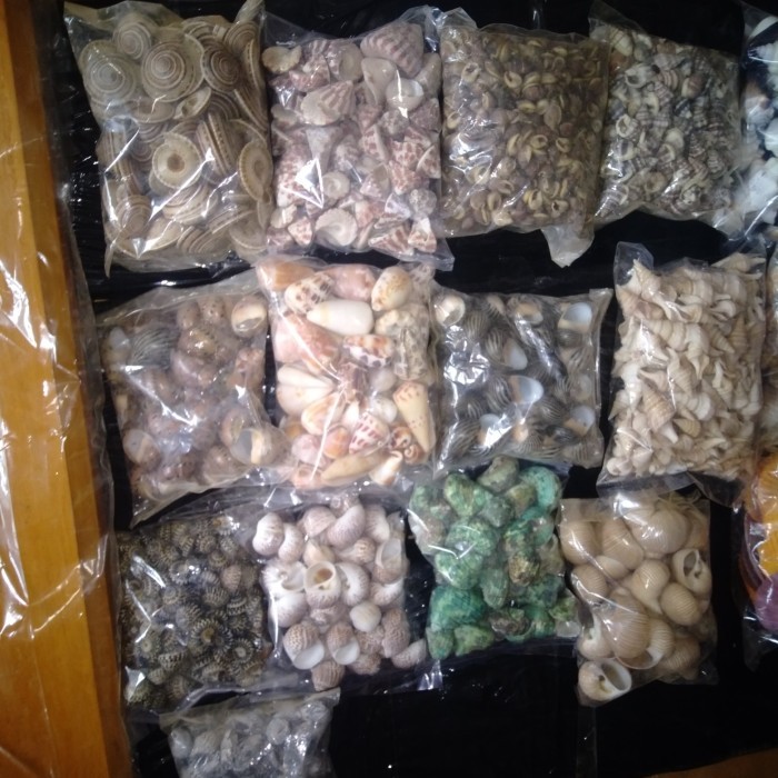 Jual MACAM MACAM KERANG UNTUK HIASAN | Shopee Indonesia
