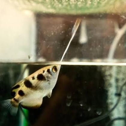 Jual Archer Fish Ikan Sumpit | Shopee Indonesia