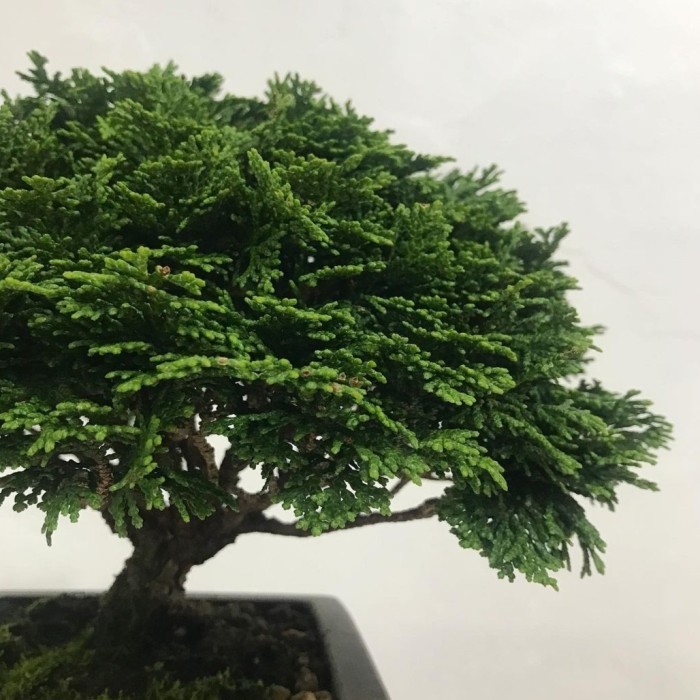 Jual bonsai cemara inoki hijau BESAR DAN BERBATANG TUA BEST SELLER ...