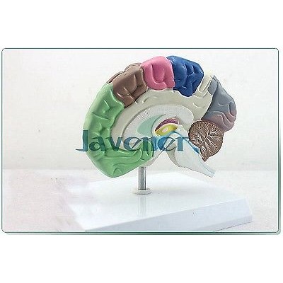 Jual Human Anatomical Half of Brain Function Anatomy Medical Model ...