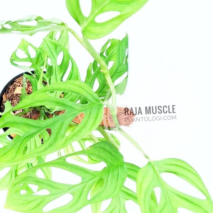 Jual Tanaman Hias Rambat - Sweet Cheese Philo (Indoor Plants) | Shopee ...